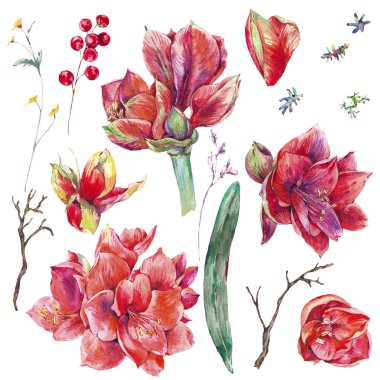 Suluboya çiçek kırmızı çiçekleri Amaryllis ayarla