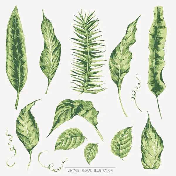 Scheda modello vettoriale di foglie tropicali verdi — Vettoriale Stock