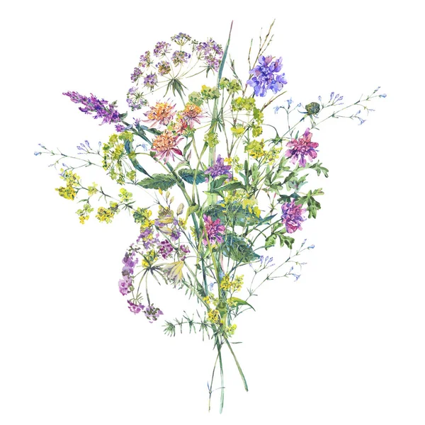 Aquarelle fleurs sauvages d'été. Illustration botanique colorée — Photo