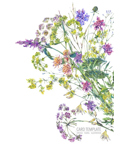 水彩夏の野の花。植物のカラフルなイラスト — ストック写真