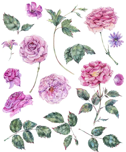 Набор старинных роз акварелью листья, почки ветви, цветы — стоковое фото