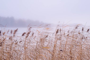 Göl kıyısında, doğal peyzaj kurutulmuş bitkiler