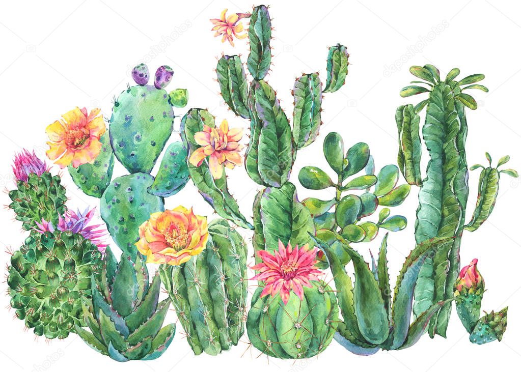 Exotic natural vintage watercolor blooming cactus greeting card. Cactus, succulent, flowers. Botanical isolated natural Illustration on white background