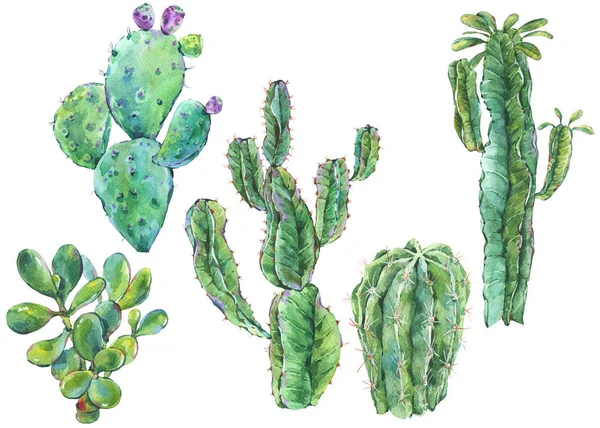 Sada akvarel kaktusů, sukulentů, květiny. Přírodní ilustrace — Stock fotografie
