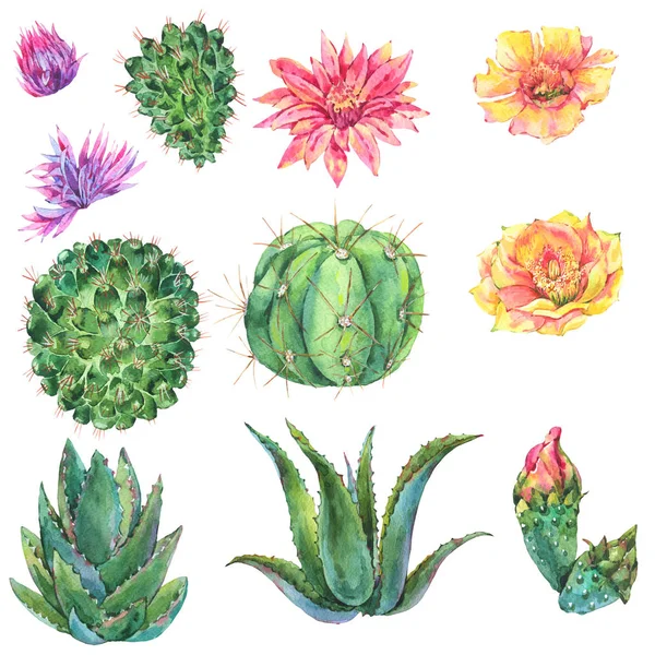 Sada akvarel kaktusů, sukulentů, květiny. Přírodní ilustrace — Stock fotografie