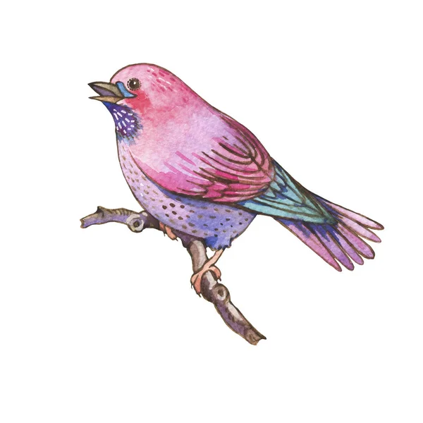 Barevné akvarely ptáci izolovaných na bílém pozadí — Stock fotografie