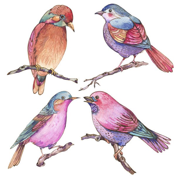Набор красочных акварелей птиц на белом фоне
