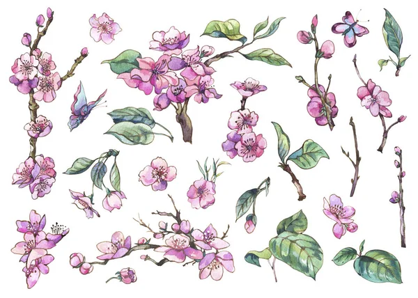 枝に咲く花のヴィンテージの要素の水彩スプリング セット — ストック写真