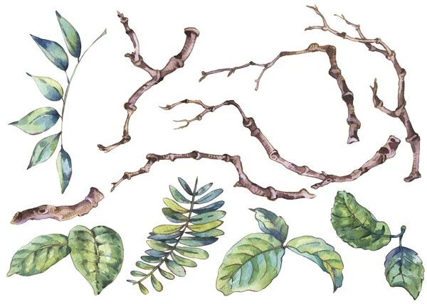 Ensemble aquarelle de branches et feuilles, élément botanique naturel — Photo