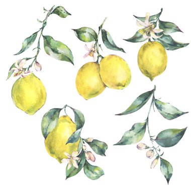 Şube sarı meyve limon sulu boya vintage kümesi