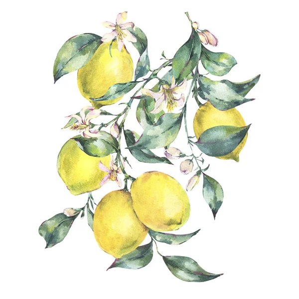 Watercolor vintage greeting card, branch of fresh citrus yellow — Stock Photo, Image