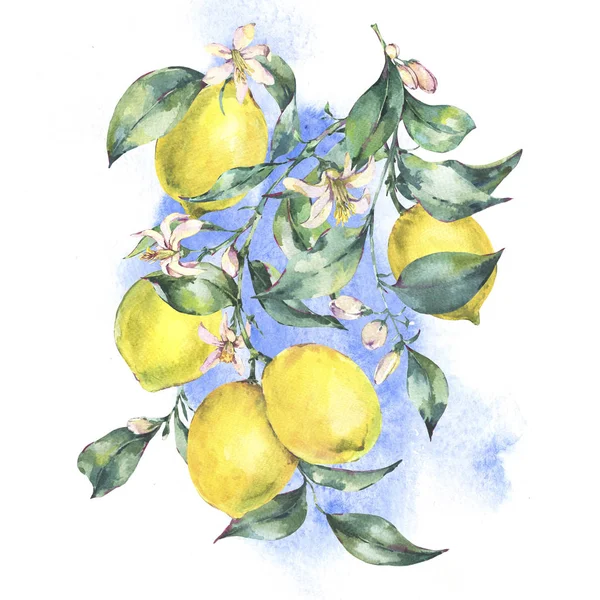 Акварель старовинна вітальна листівка, гілка свіжого цитрусового жовтого — стокове фото