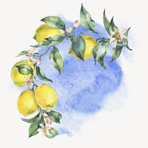 水彩ヴィンテージ花輪、黄色い果物 lemo の枝 — ストック写真