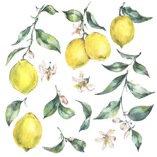 Şube sarı meyve limon sulu boya vintage kümesi — Stok fotoğraf