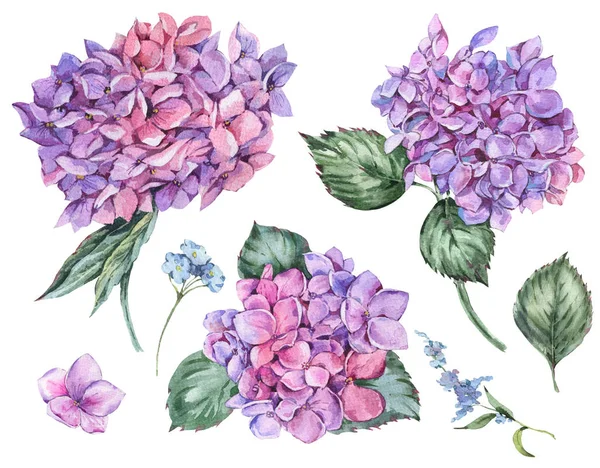 Akwarela lato kwiatowy zestaw Vintage kwitnienie Hortensja — Zdjęcie stockowe