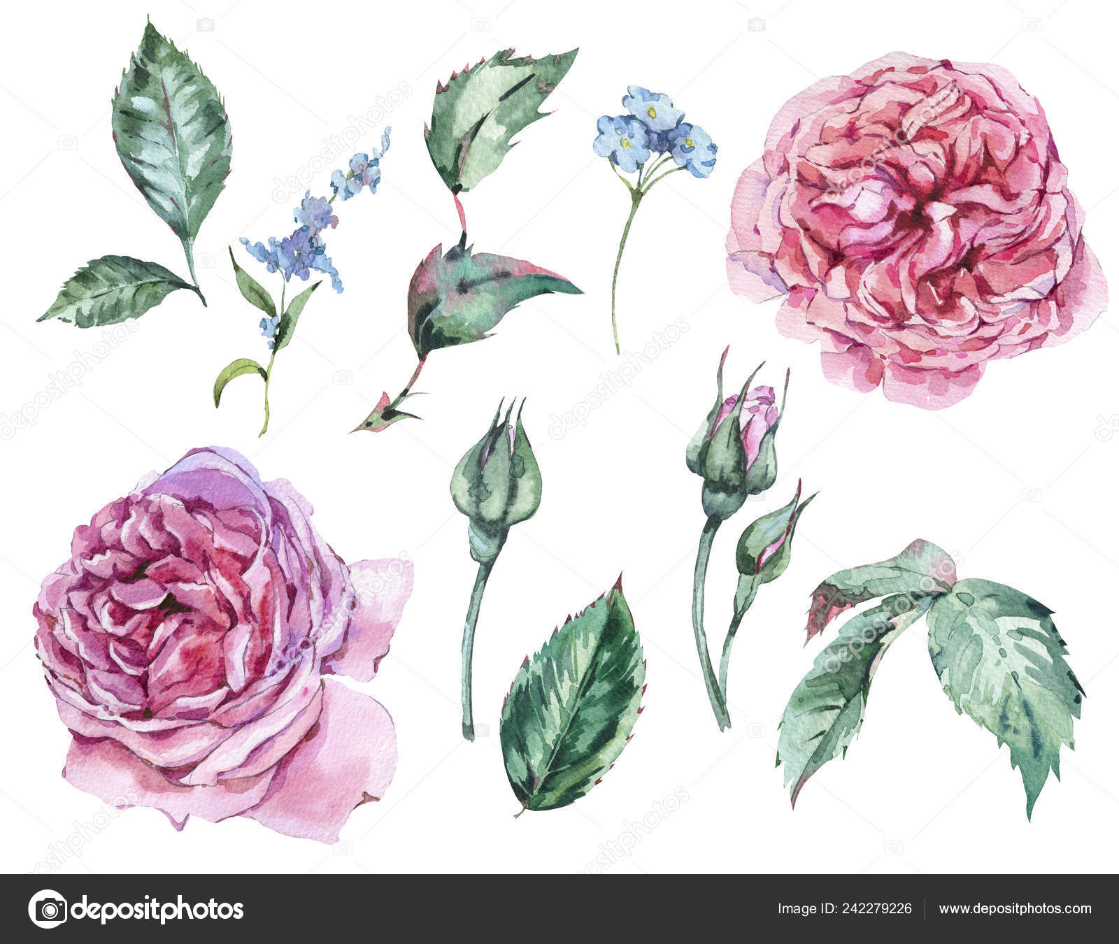 Floral Set of Classical Watercolor Vintage Red Roses, Leaves, B Stock