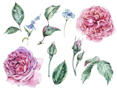 Klasik Vintage suluboya kırmızı gül, yaprakları, B çiçek kümesi