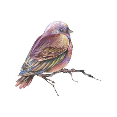 Kahverengi suluboya kuş beyaz arka plan üzerinde izole bir dal üzerinde,