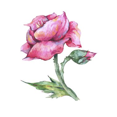 Suluboya yaz haşhaş çiçekleri, kır çiçekleri. Botanik illustra