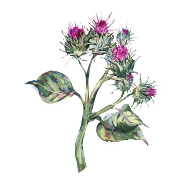 Suluboya devedikeni Botanik illüstrasyon. Vintage vahşi flowe