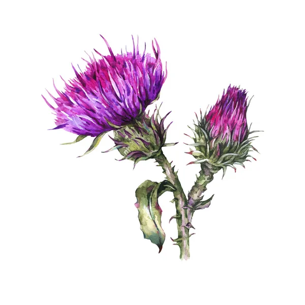 Botanical watercolor illustration of thistle. Vintage wild flowe — Stock Photo, Image