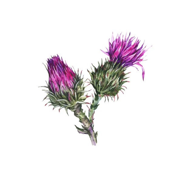 Vintage-Aquarellknospen von Disteln, Wildblumen, Wiesenkräutern. — Stockfoto