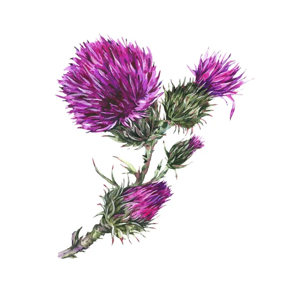 Watercolor botanical illustration of thistle, wild flowers, mead — Stock Photo, Image