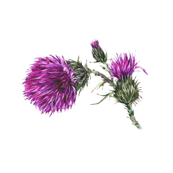 Vintage watercolor branches of thistle. Summer wild flowers, mea — Stock Photo, Image