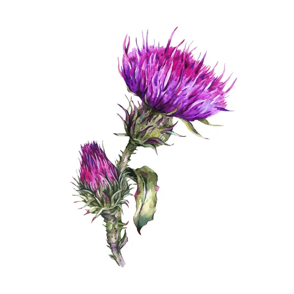 Vintage watercolor summer flower thistle, wild flowers, meadow h — Stock Photo, Image