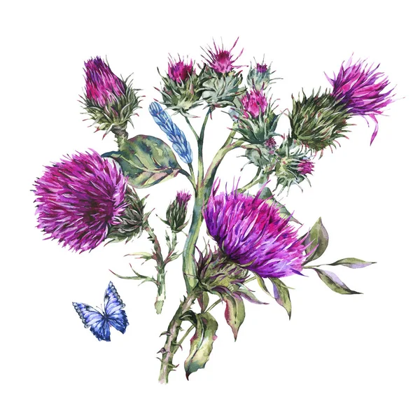 Aquarell Distel, blaue Schmetterlinge, wilde Blumen Illustration, — Stockfoto