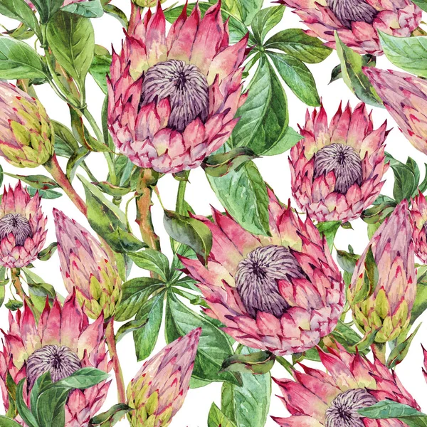 Tropische Aquarell nahtlose Muster von Protea-Blüten. exotische p — Stockfoto