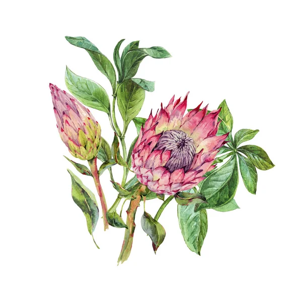 Tropische Aquarell-Grußkarte aus Protea-Blumen. exotisches Rosa — Stockfoto