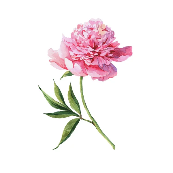 ヴィンテージ水彩ピンクの花のピオ、葉、枝、ウォーターク — ストック写真