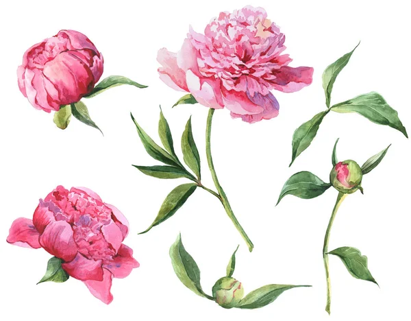 Set of vintage watercolor pink flowers peonies, leaves, branches — Stock Photo, Image