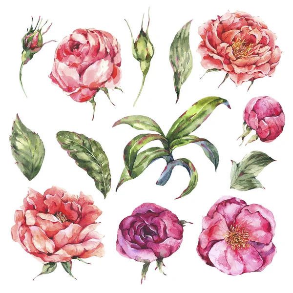 Vintage Υδατογραφίασετ από ροζ ανθοφορία λουλούδια. Τριαντάφυλλα και Peoni — Φωτογραφία Αρχείου