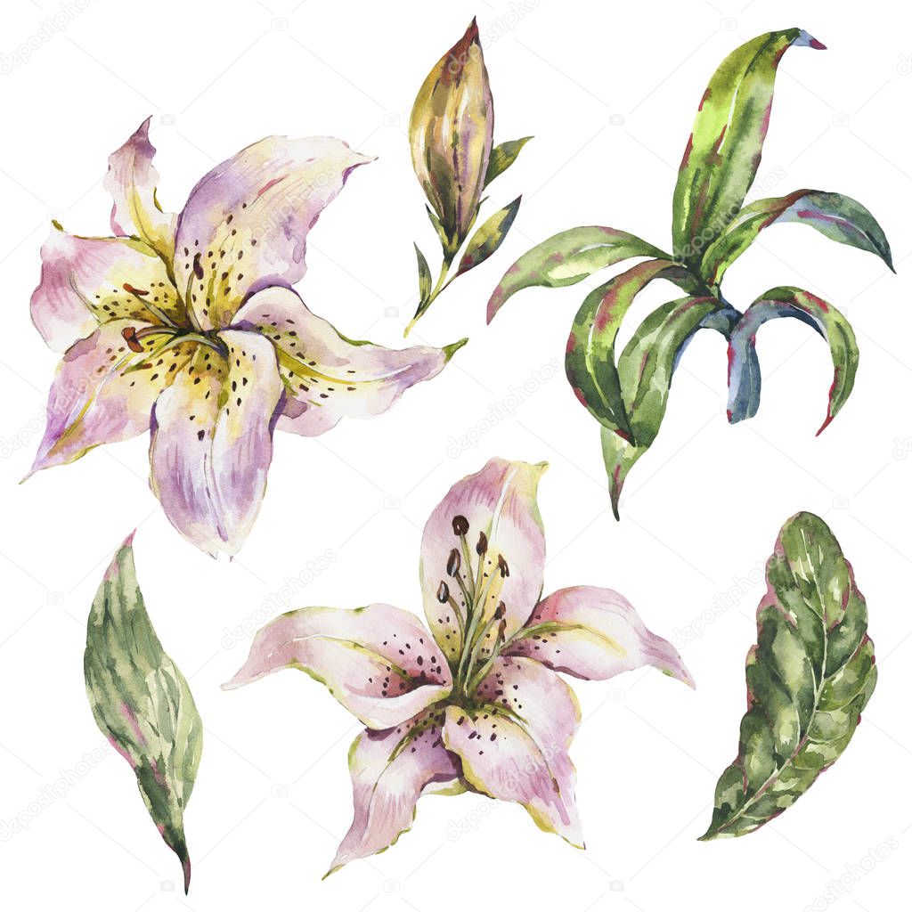Set of White Lily, Watercolor Royal Lilies Flowers Collection, V