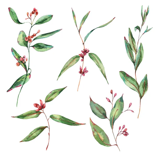 Akvarell szett eukaliptusz levelek, bogyók, Vintage akvarell — Stock Fotó