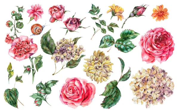 Watercolor Floral Set of Vintage Pink Roses, Hydrangea, Snail — стокове фото