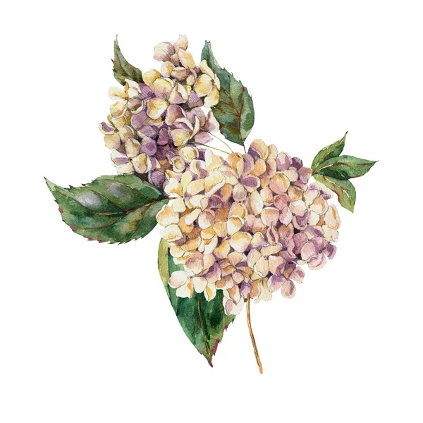 Tarjeta de felicitación floral vintage acuarela con flor blanca Hydr — Foto de Stock