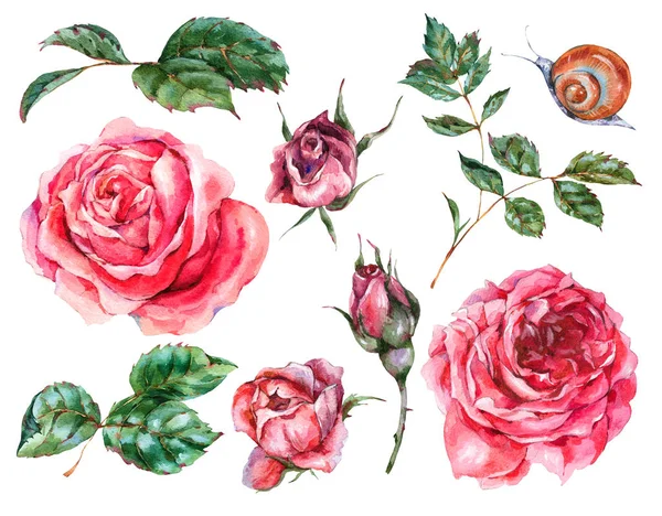 Decorative vintage watercolor set of red roses, Natural collecti — Stock Photo, Image