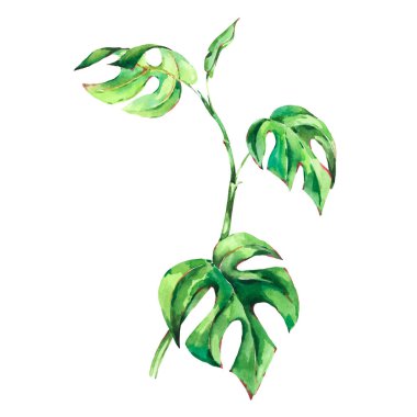 Suluboya tropikal yeşil yapraklar. Yaz klasik tebrik kartı, beyaz arkaplanda izole edilmiş botanik illüstrasyon.