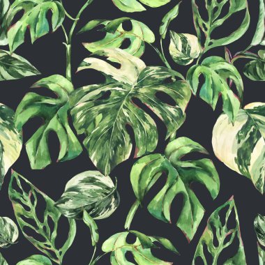 Suluboya Monstera botanik desensiz desen, tropikal yaz yeşil duvar kağıtları siyah arka planda.