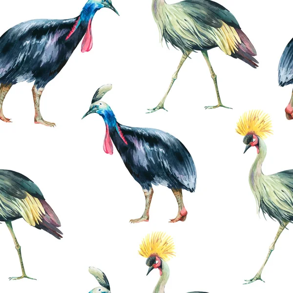 Akvarel Korunovaný Jeřáb Cassowary Pták Bezešvé Vzor Bílém Pozadí Akvarel — Stock fotografie