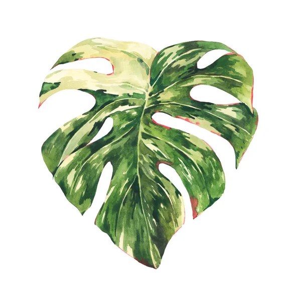 Akvarel Monstera Různé Botanické Ilustrace Tropické Letní Zelené Listy Blahopřání — Stock fotografie