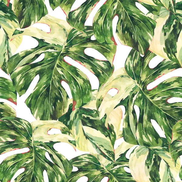 Acquerello Monstera Variegato Modello Botanico Senza Soluzione Continuità Tropicale Estate — Foto Stock