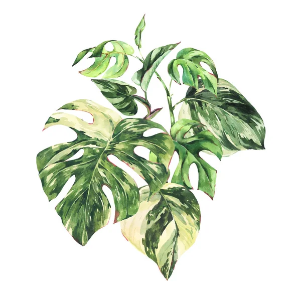 Akvarel Léto Tropické Zelené Listy Blahopřání Monstera Variegated Botanické Ilustrace — Stock fotografie