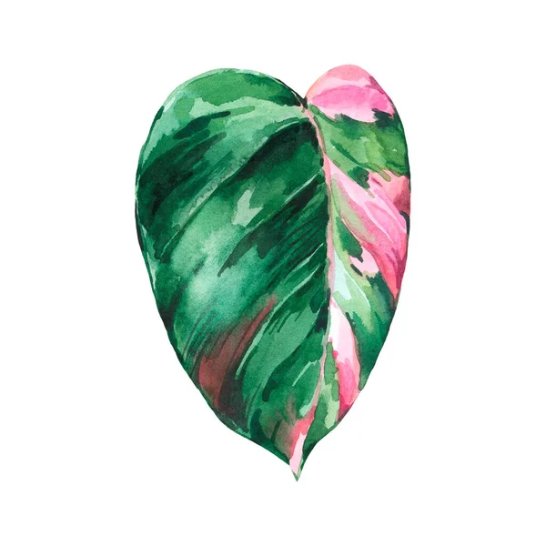 Aquarel Tropische Bladeren Philodendron Roze Prinses Botanische Illustratie Stedelijke Jungle — Stockfoto