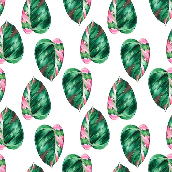 Акварельне Тропічне Листя Безшовний Візерунок Філодендрон Рожева Принцеса Ботанічні Шпалери — стокове фото