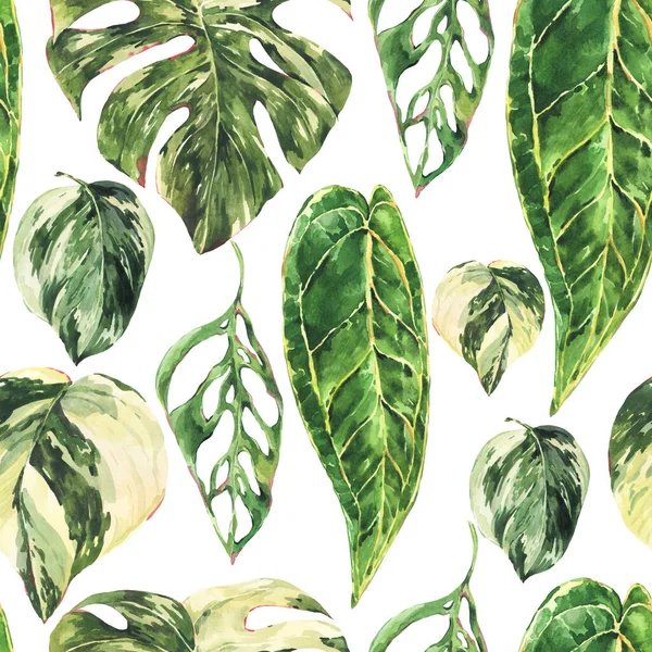Akvarell Aroid Otthon Növények Zökkenőmentes Minta Botanikai Textúra Trópusi Nyári — Stock Fotó