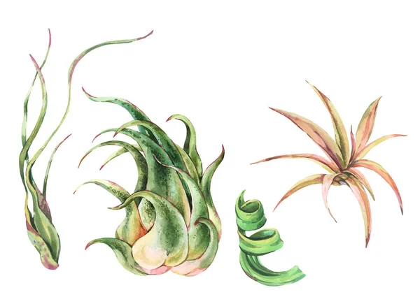 Set Foglie Tropicali Acquerello Pianta Aerea Tillandsia Illustrazione Botanica Piante — Foto Stock